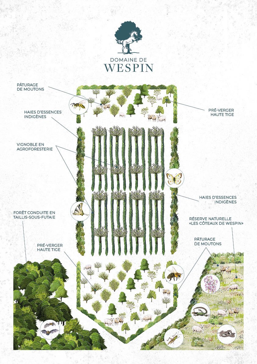 Domaine de Wespin vin belge terroir